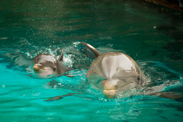 Baby Dolphin Facts - SeaWorld Orlando Dolphins